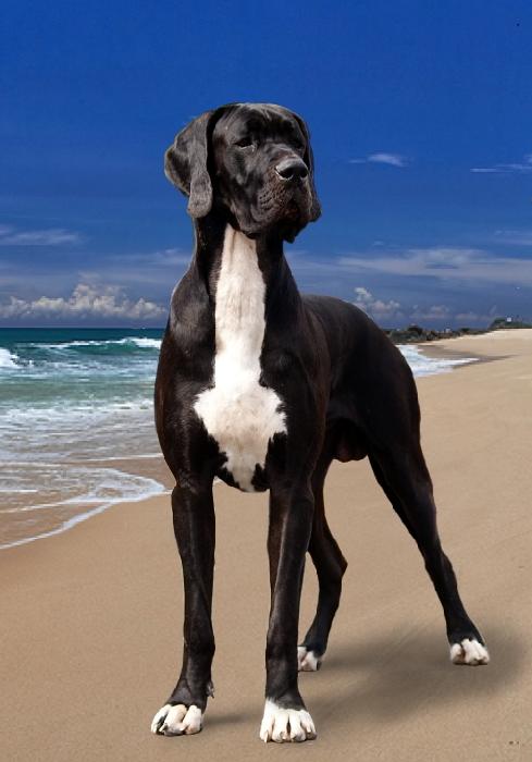 Bodyguard
